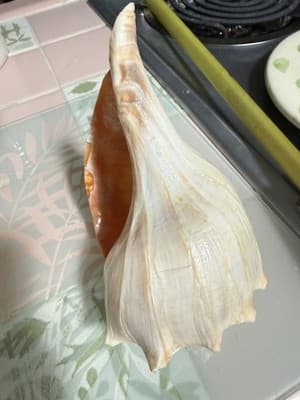 Large Queen Conch Shell Pair Pink Orange 11” 7” Coastal Beach Decor - Thumbnail 11