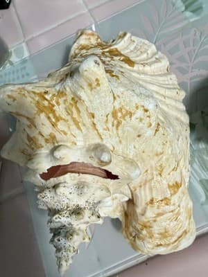Large Queen Conch Shell Pair Pink Orange 11” 7” Coastal Beach Decor - Thumbnail 9
