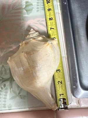 Large Queen Conch Shell Pair Pink Orange 11” 7” Coastal Beach Decor - Thumbnail 13
