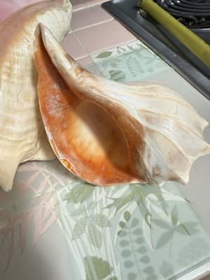 Large Queen Conch Shell Pair Pink Orange 11” 7” Coastal Beach Decor - Thumbnail 12
