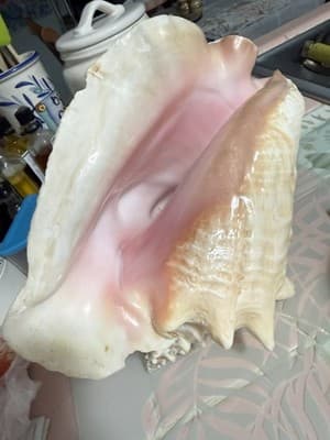Large Queen Conch Shell Pair Pink Orange 11” 7” Coastal Beach Decor - Thumbnail 3