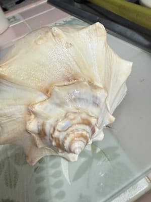 Large Queen Conch Shell Pair Pink Orange 11” 7” Coastal Beach Decor - Thumbnail 10