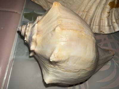Large Queen Conch Shell Pair Pink Orange 11” 7” Coastal Beach Decor - Thumbnail 4