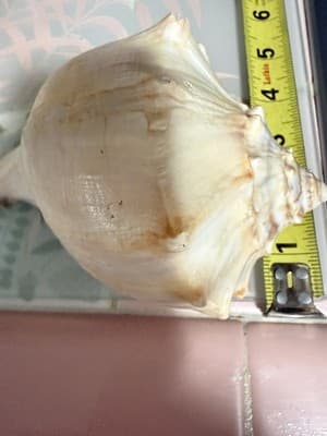 Large Queen Conch Shell Pair Pink Orange 11” 7” Coastal Beach Decor - Thumbnail 14