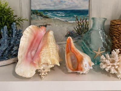 Large Queen Conch Shell Pair Pink Orange 11” 7” Coastal Beach Decor