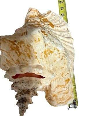 Large Queen Conch Shell Pair Pink Orange 11” 7” Coastal Beach Decor - Thumbnail 15