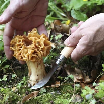 Opinel No. 08 Mushroom Knife - Beechwood Handle, Sandvik Steel, Integrated Brush - Thumbnail 2