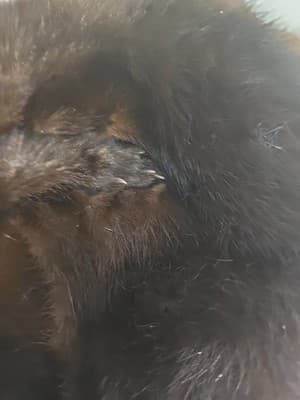 Vintage Flemington Fur Co Hat Dark Mink w/ Peck & Peck Box - Thumbnail 9