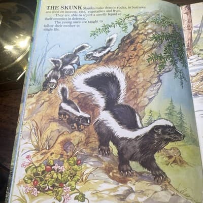 Vintage My First Picture Book Of Baby Animals An Award Book 1984 Hardcover - Thumbnail 5
