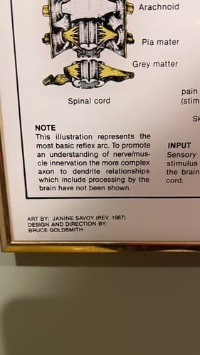 Vintage Medical Poster. Dermatomes and Spinal Nerves. Circa 1980's - Thumbnail 4