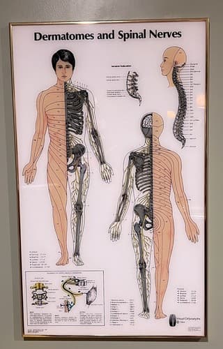 Vintage Medical Poster. Dermatomes and Spinal Nerves. Circa 1980's - Thumbnail 2