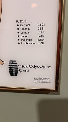 Vintage Medical Poster. Dermatomes and Spinal Nerves. Circa 1980's - Thumbnail 3