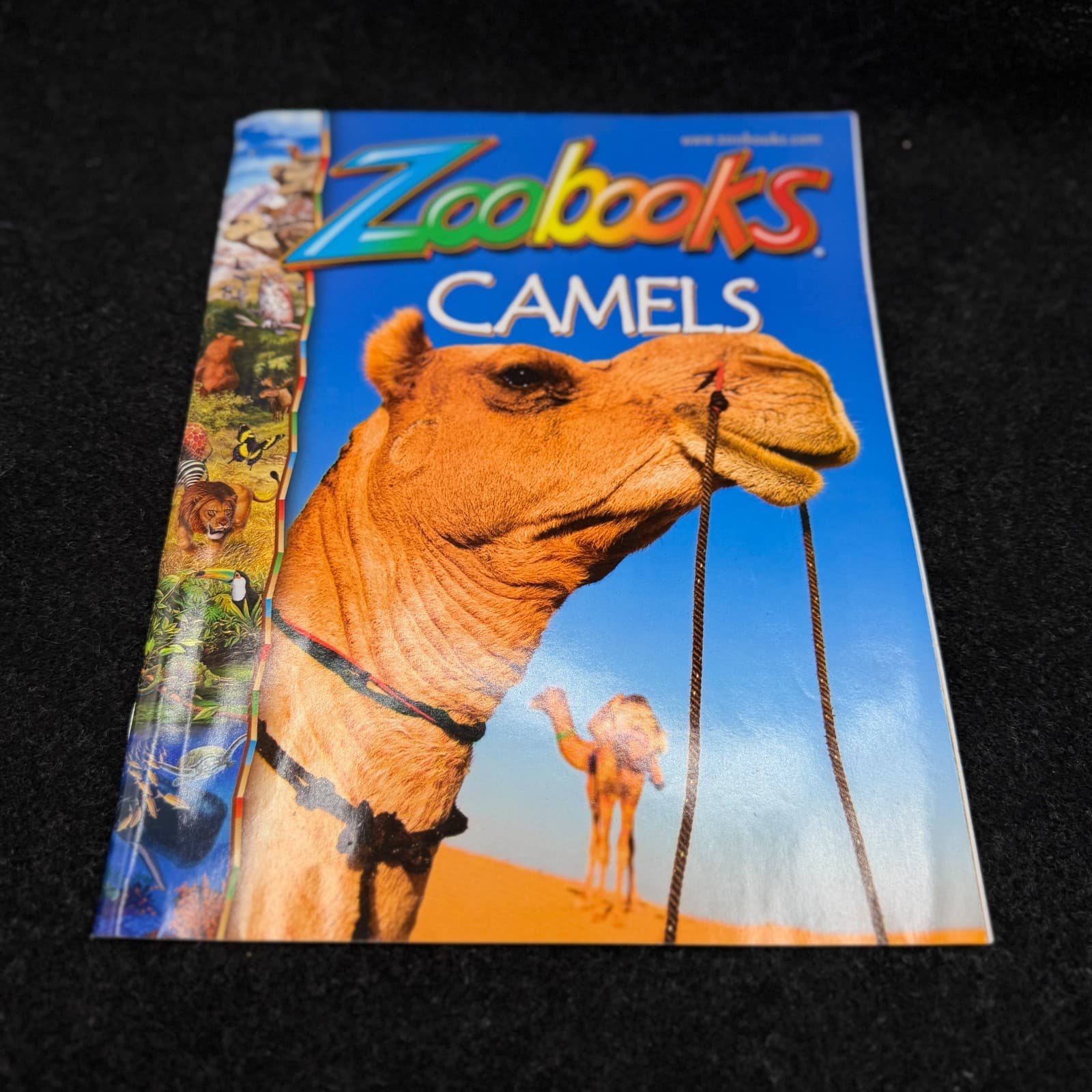 VTG Lot Of 10 Zoobooks Magazines Wildlife Education Homeschool Kids NO DUPLICATE - Thumbnail 8