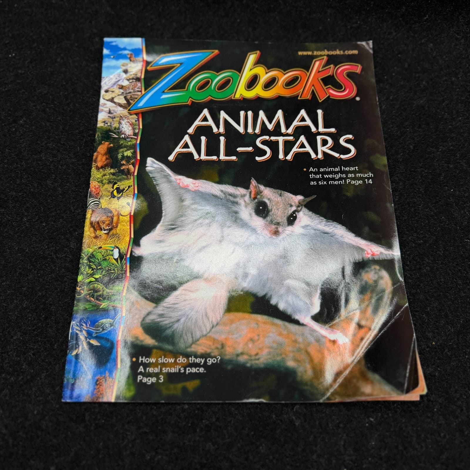 VTG Lot Of 10 Zoobooks Magazines Wildlife Education Homeschool Kids NO DUPLICATE - Thumbnail 6
