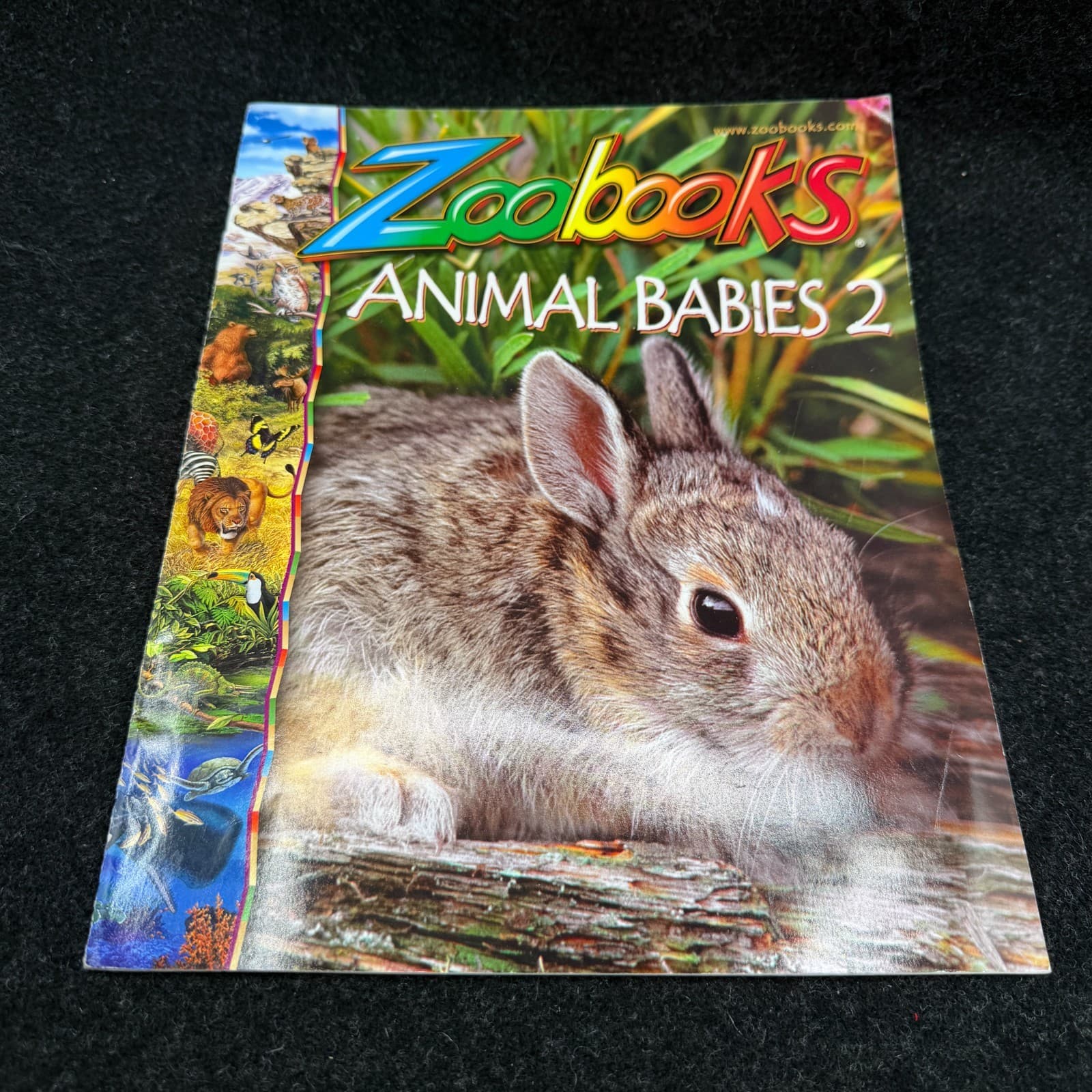 VTG Lot Of 10 Zoobooks Magazines Wildlife Education Homeschool Kids NO DUPLICATE - Thumbnail 11