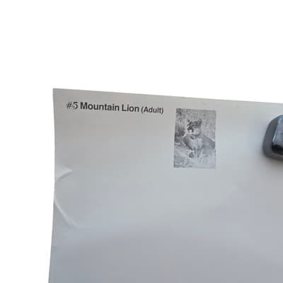 Vintage 90S Big Cat Mountain Lion Cougar Nature Poster Wall Art 22" X 16" - Thumbnail 9