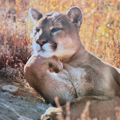 Vintage 90S Big Cat Mountain Lion Cougar Nature Poster Wall Art 22" X 16" - Thumbnail 2