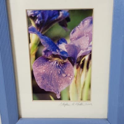 Iris Purple Perfection Framed Picture Art 8" X 6" Home Decor - Thumbnail 3