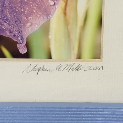 Iris Purple Perfection Framed Picture Art 8" X 6" Home Decor - Thumbnail 4
