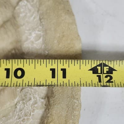 Nautical Sand Art Wall Plaque/Sea Shell Plaster Scallop Beige Sand Color 11.5" - Thumbnail 5