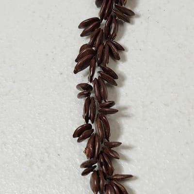 Vintage Handmade Tribal Hawaiian Island Koa Seed Necklace Tropical Island - Thumbnail 3