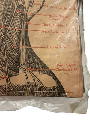 1953 Beauty School Chart Nerves Of The Head 20x15" 1950’s Dark Academia - Thumbnail 6