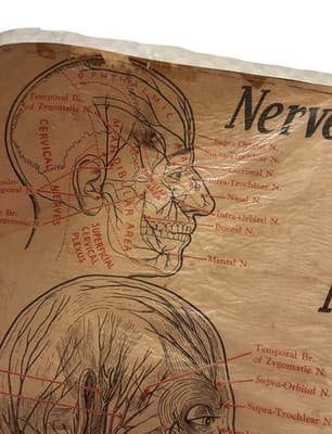 1953 Beauty School Chart Nerves Of The Head 20x15" 1950’s Dark Academia - Thumbnail 2
