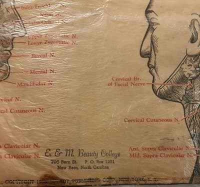 1953 Beauty School Chart Nerves Of The Head 20x15" 1950’s Dark Academia - Thumbnail 7