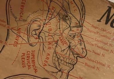 1953 Beauty School Chart Nerves Of The Head 20x15" 1950’s Dark Academia - Thumbnail 12