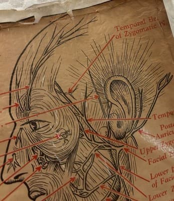 1953 Beauty School Chart Nerves Of The Head 20x15" 1950’s Dark Academia - Thumbnail 10