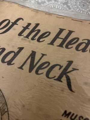 1953 Beauty School Chart Muscles Of The Head Poster 1950’s Dark Academia Print - Thumbnail 12