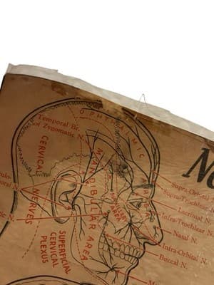 1953 Beauty School Chart Nerves Of The Head 20x15" 1950’s Dark Academia - Thumbnail 4