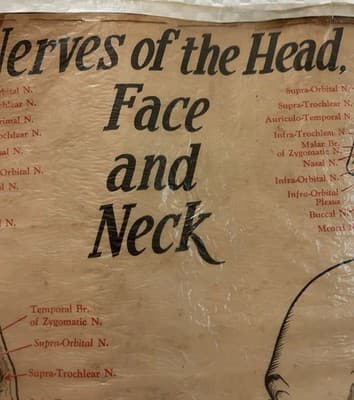 1953 Beauty School Chart Nerves Of The Head 20x15" 1950’s Dark Academia - Thumbnail 9