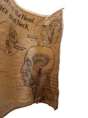 1953 Beauty School Chart Muscles Of The Head Poster 1950’s Dark Academia Print - Thumbnail 9