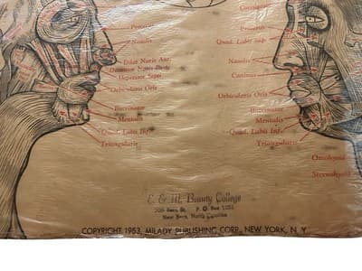 1953 Beauty School Chart Muscles Of The Head Poster 1950’s Dark Academia Print - Thumbnail 2