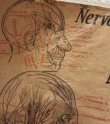 1953 Beauty School Chart Nerves Of The Head 20x15" 1950’s Dark Academia - Thumbnail 8