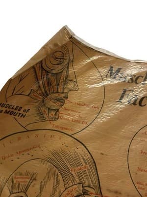 1953 Beauty School Chart Muscles Of The Head Poster 1950’s Dark Academia Print - Thumbnail 4
