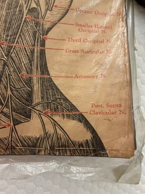 1953 Beauty School Chart Nerves Of The Head 20x15" 1950’s Dark Academia - Thumbnail 11