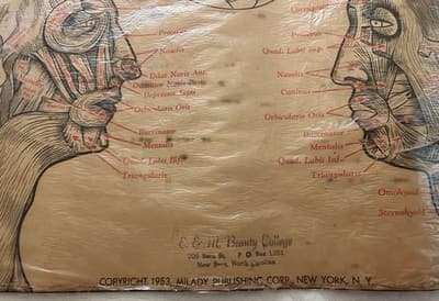 1953 Beauty School Chart Muscles Of The Head Poster 1950’s Dark Academia Print - Thumbnail 10