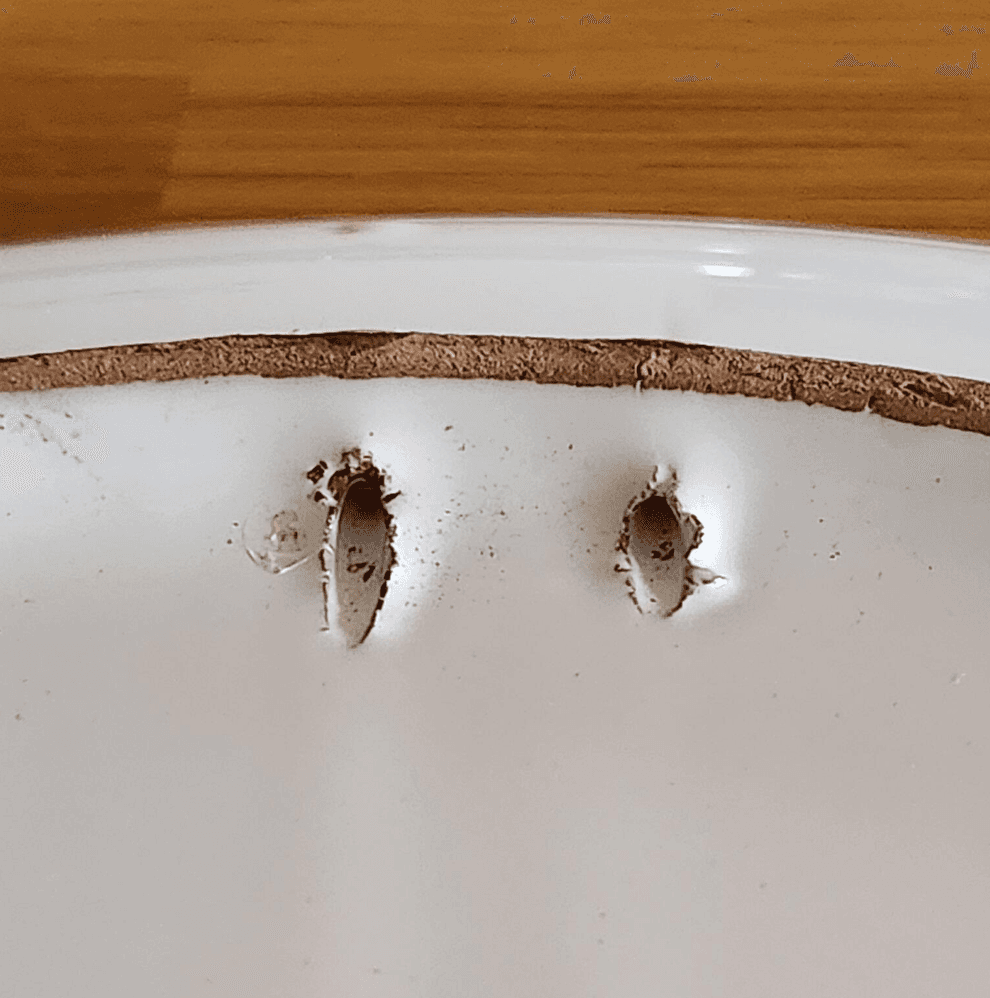 Arte d'Italia Allegria Round Serving Platter: 12.5", handmade Italian pottery - Thumbnail 7