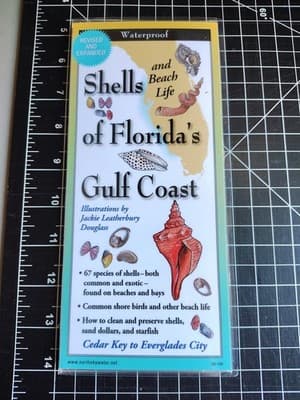 Shells and Beach Life of Florida's Gulf Coast (Poster)