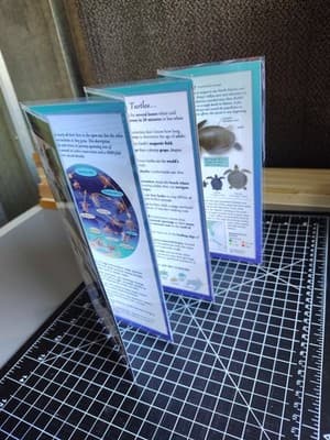 Sea Turtles of the Atlantic & Gulf of Mexico (Poster) - Thumbnail 3
