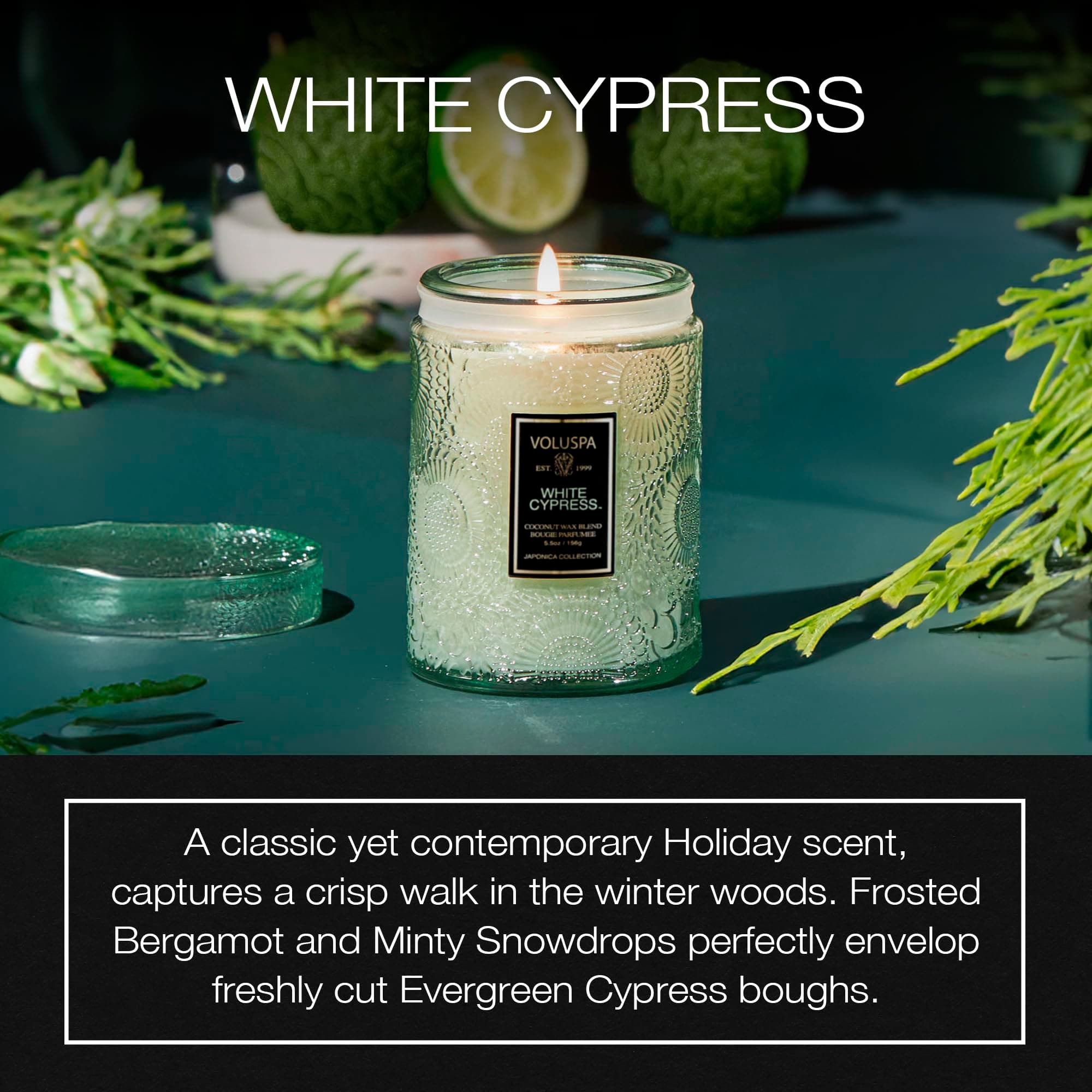 Voluspa White Cypresssmall Candle Jar 5.5 Ounce50 Hour Burn Time Coconut Wax