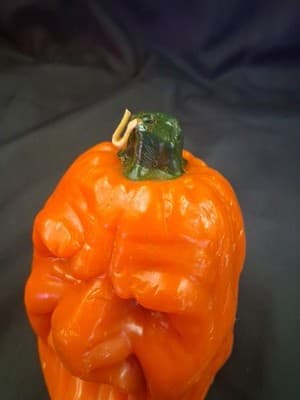 VTG Todd Masters Wax Candle Pumpkin Face ~ Oh Lantern Family Candle Hong Kong - Thumbnail 4