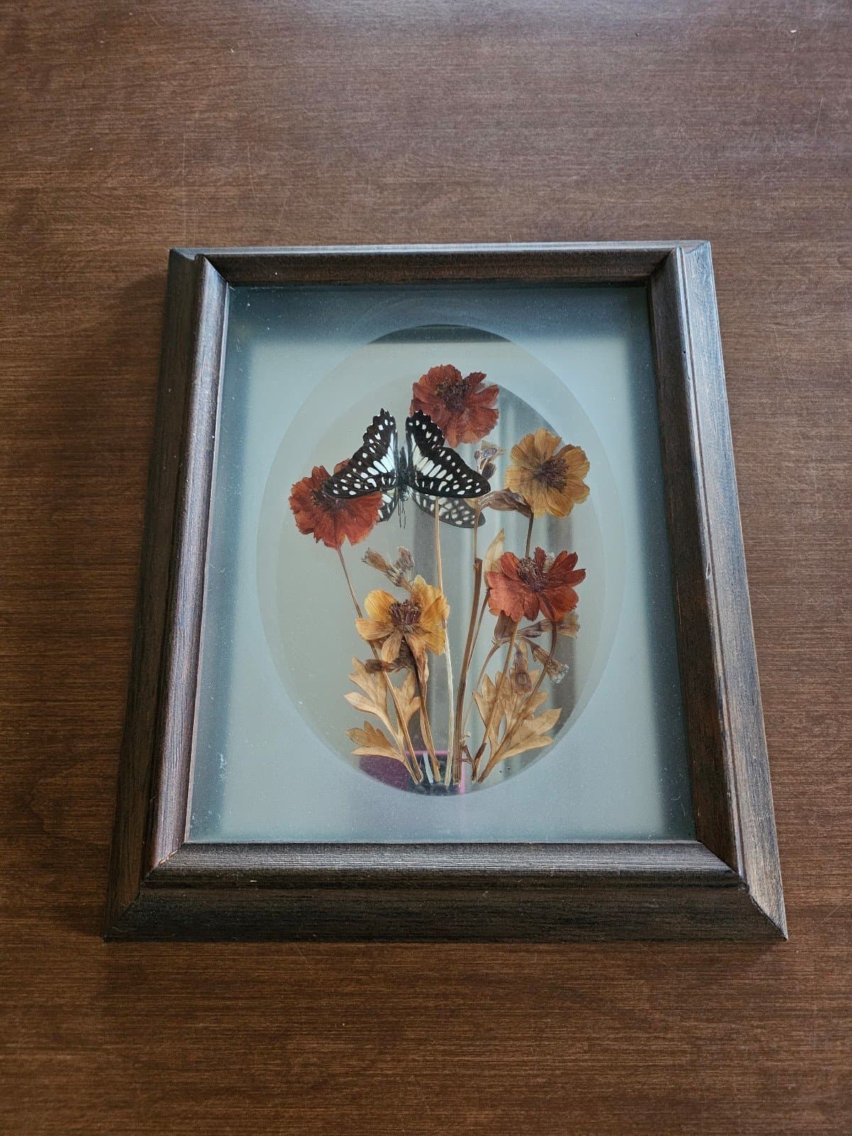 Vintage Butterfly Display