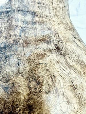 Large Burl Wood Sculpture- Natural Burl Art- Organic Modern Decor- One Of A Kind - Thumbnail 8