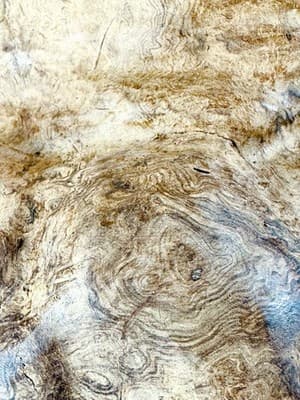 Large Burl Wood Sculpture- Natural Burl Art- Organic Modern Decor- One Of A Kind - Thumbnail 6