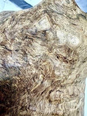 Large Burl Wood Sculpture- Natural Burl Art- Organic Modern Decor- One Of A Kind - Thumbnail 10