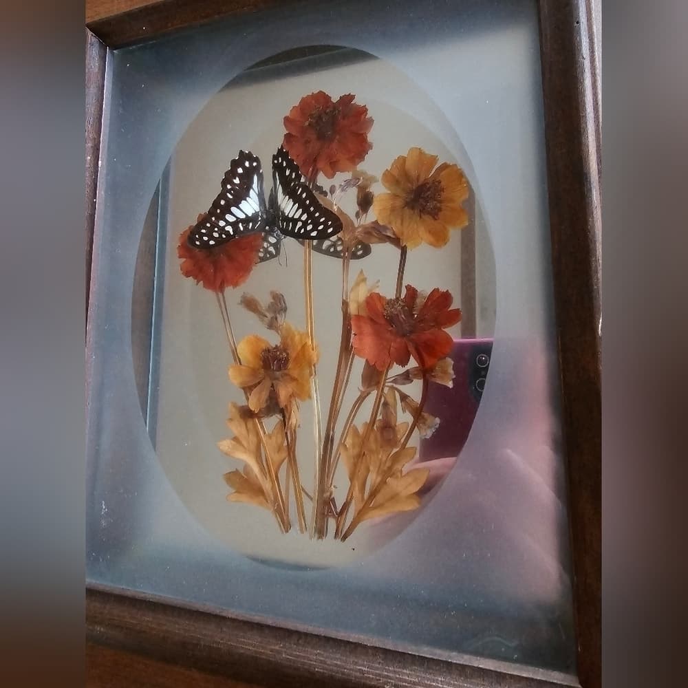 Vintage Butterfly Display - Thumbnail 4