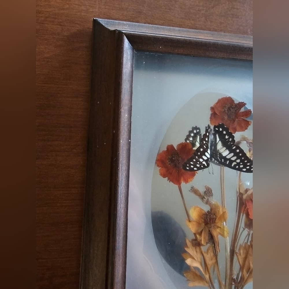 Vintage Butterfly Display - Thumbnail 2